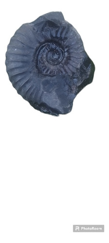 Ammonite 