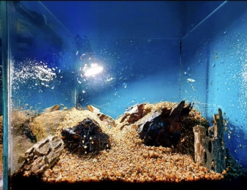 Arena Grano De Oro Para Acuario Peceras Decoración 50 Kg 