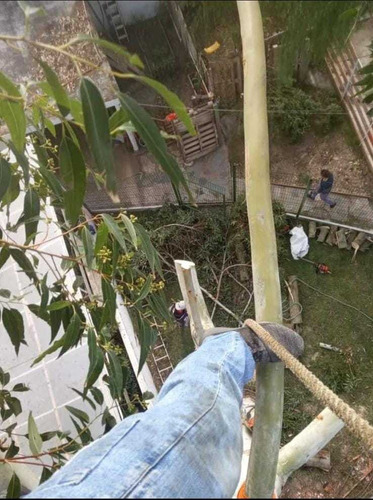 Imagen 7 de 9 de Talas Y Podas