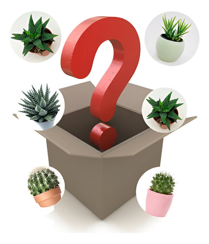 Caja Sorpresa Plantas De Colección, Cactus Y Sábilas X6 Unds