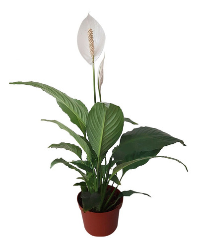 Planta De Interior Spathiphyllum Wallisii ( Espatifilio )m18