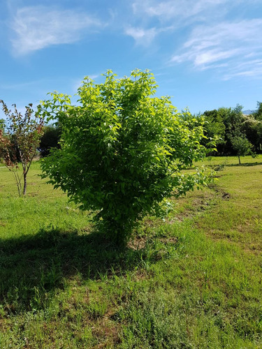 Venta Quinta Con Estanque Propio