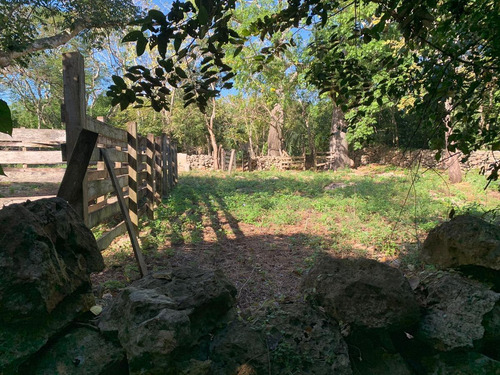 Imagen 2 de 8 de Terreno En Venta En Valladolid Con Cenote E Zona De Grandes Desarrollos 32 Hectáreas
