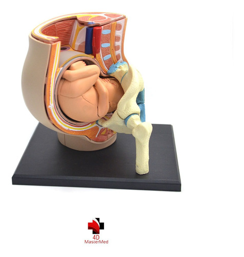 Modelo Do Corpo Humano - Pelvis Com Gravidez - 4d Master