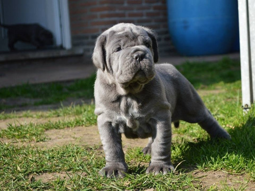 Autenticos Cachorros Mastin Napolitano Calidad A-1