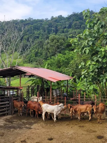 Se Vende Finca Ganadera En Doradal