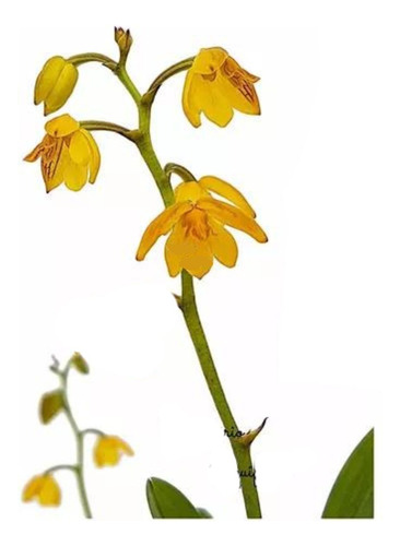 Orquídea Polystachya Pubescens Planta Adulta