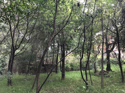 Imagen 7 de 22 de Se Vende Terreno En Bosque Real!!