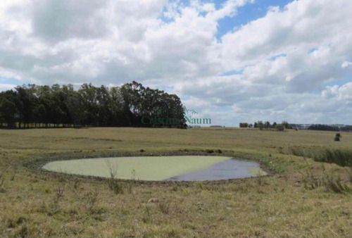 Espectacular Campo De 110 Ha.- Ref: 37062