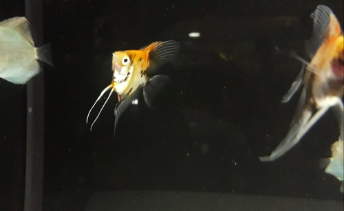 Escalar Red Devil Importados Tropicales Polypterama