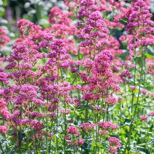 Valeriana 100 Gr, Erva Seca Para Chá