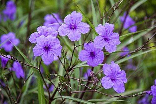 Ruellia Brittoniana Perenne Bien Enraizada Jardin Arbusto