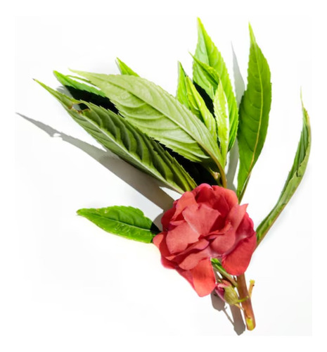 Semillas De Balsamina Doble O Flor De Camelia Prosperidad