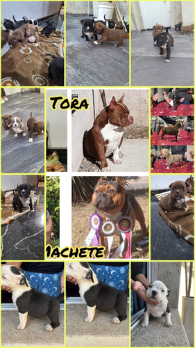 American Bully