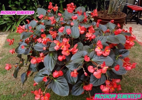 1400 Sementes Da Flor Begonia Sempre Florida Suculenta
