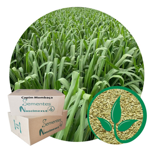 Sementes De Capim Mombaça 5kg + Brachiaria Brizantha 5kg