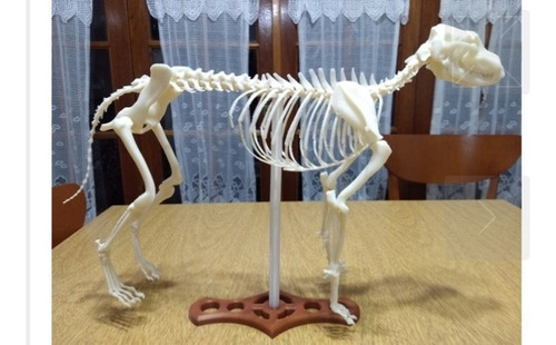 Esqueleto Veterinario 