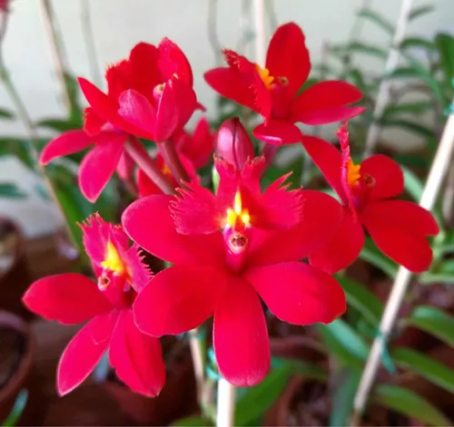 Orquídea Epidendrum Vermelho ( Adulto )