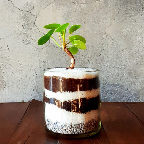 Imagen 7 de 8 de Pilea Peperomioides Little Terrario 10 The Little Yisus