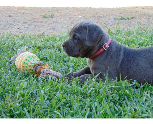 Cachorro Cane Corso En La Ciudad De Quito