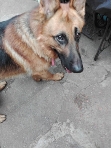 Imagen 10 de 10 de *la Aldea Guarderia Y Pensionado Canino*