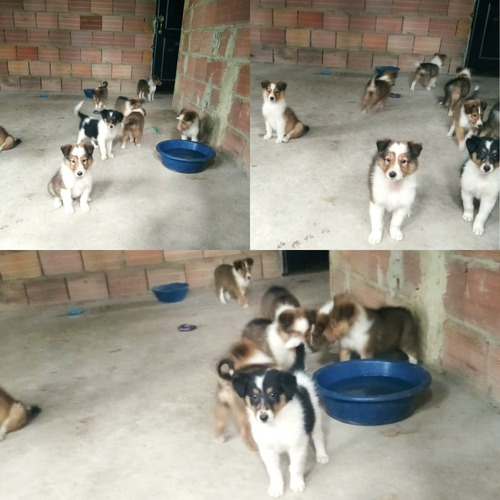 Imagen 5 de 8 de Pastor Collie Cachorros