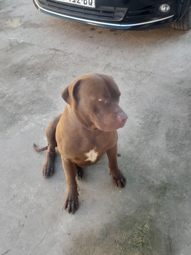 Cervicio De Monta Pit Bull