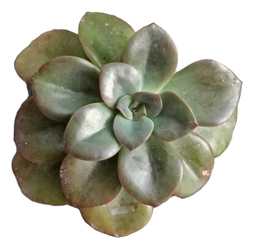 Echeveria  Chroma 