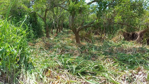 Imagen 10 de 13 de Terreno En El Delta Dos Hectáreas