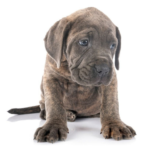 Perro Cane Corso Cachorro Mastín Italiano Perros