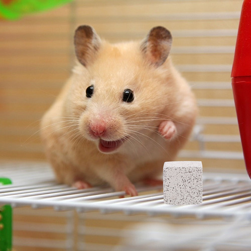 Chinchilla Con Piedra Molar De Hámster Que Muerde A Hámster,