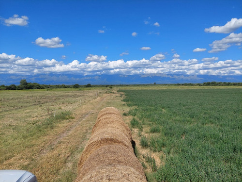 Campo 383 Ha En Conlara Merlo Lafinur San Luis. Con Riego Y Natural. Para Cría, Engorde, Tambo.