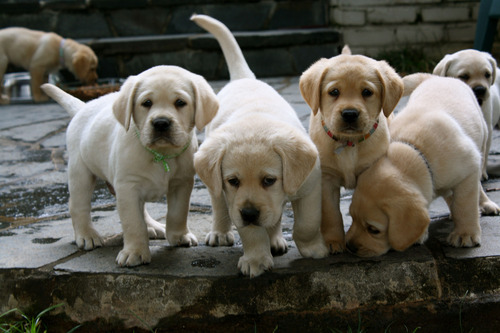 Labrador Retriever Puros Con Cobertura Medica Por 18 Meses