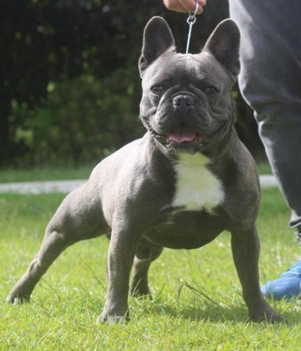 Bulldog Francés Para Montas Blue Brindle Comprobado Padrote