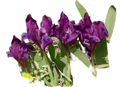 300 Sementes Iris Pumila Rara
