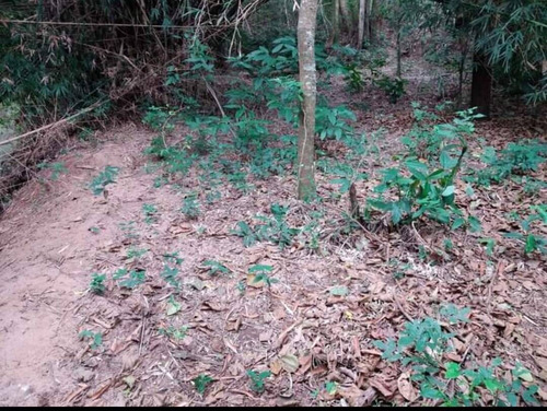 Imagem 11 de 12 de Chácara Em Artur Nogueira Com Riacho No Fundo - 1288