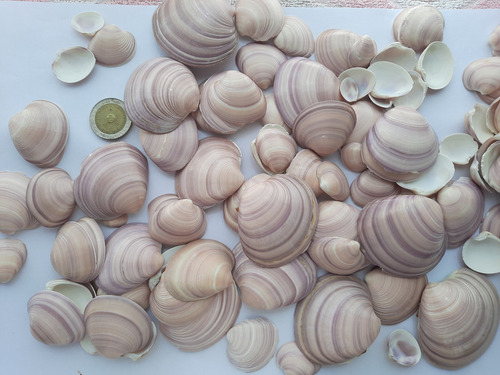 Caracol, Concha De Mar Mediana, Artesanía, Por 500 Grs
