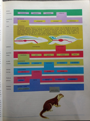 Enciclopedia De Los Animales - Ediciones Nauta (Usado)