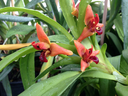 Stanhopea Tigrina Y Orquídeas
