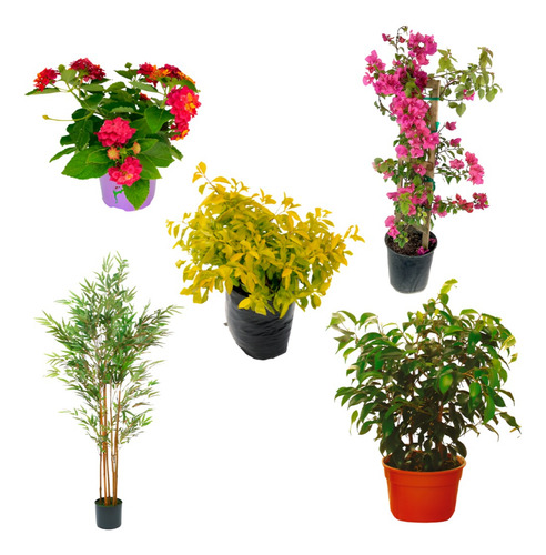 Planta Mioporo Plagas Y Enfermedades