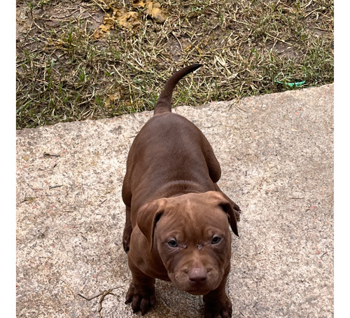 Cachorra Pitbull Chocolate