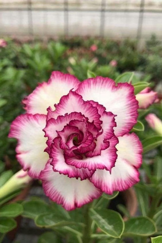  Adenium Rosa Del Desierto Fresa