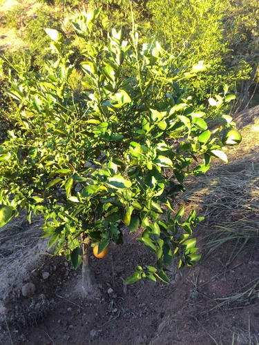 Imagem 5 de 14 de Chacára Atibaia 1400 M2