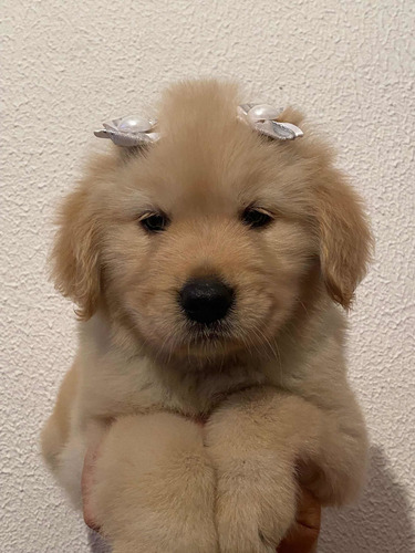 Imagem 5 de 5 de Golden Retriever