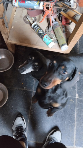 Regalo Perritos Salchicha