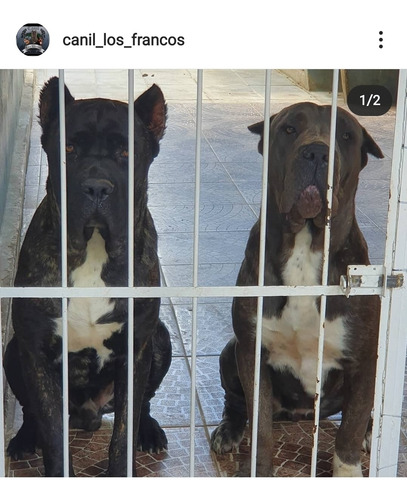 Imagem 5 de 5 de Filhotes Cane-corso