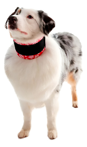 Collar Cervical Pet Med Talle 1