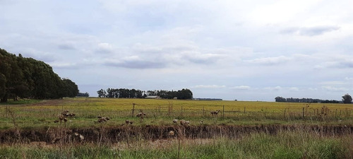 Imagen 2 de 14 de Vende Rebajado!!! Campo 56 Ha Mixto Partido De Necochea