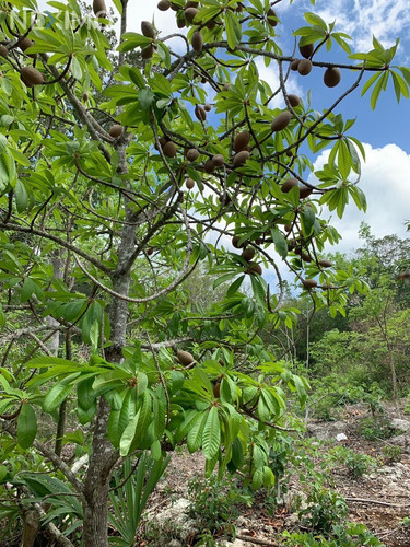 Imagen 3 de 5 de Terreno En Venta En La Región 15 De Tulum, Quintana Roo