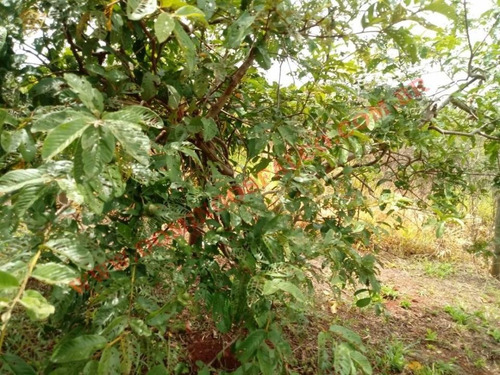 Imagem 7 de 20 de Venda - Chácara - Jardim Lagoa Nova - Limeira - Sp - D1317